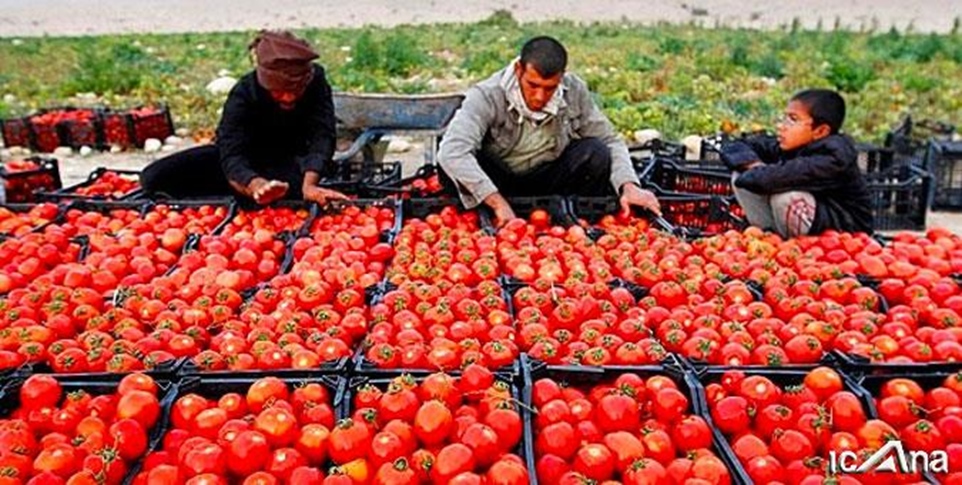 کشاورزان با بیکاری پنهان مواجه هستند -   