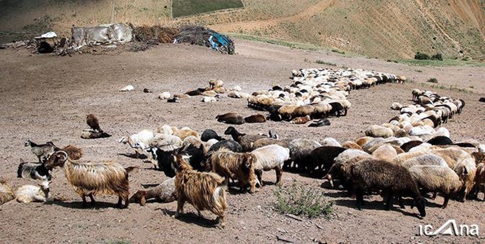 مشکلات تامین خوراک دام عشایر در کمیسیون کشاورزی بررسی می‌شود -   